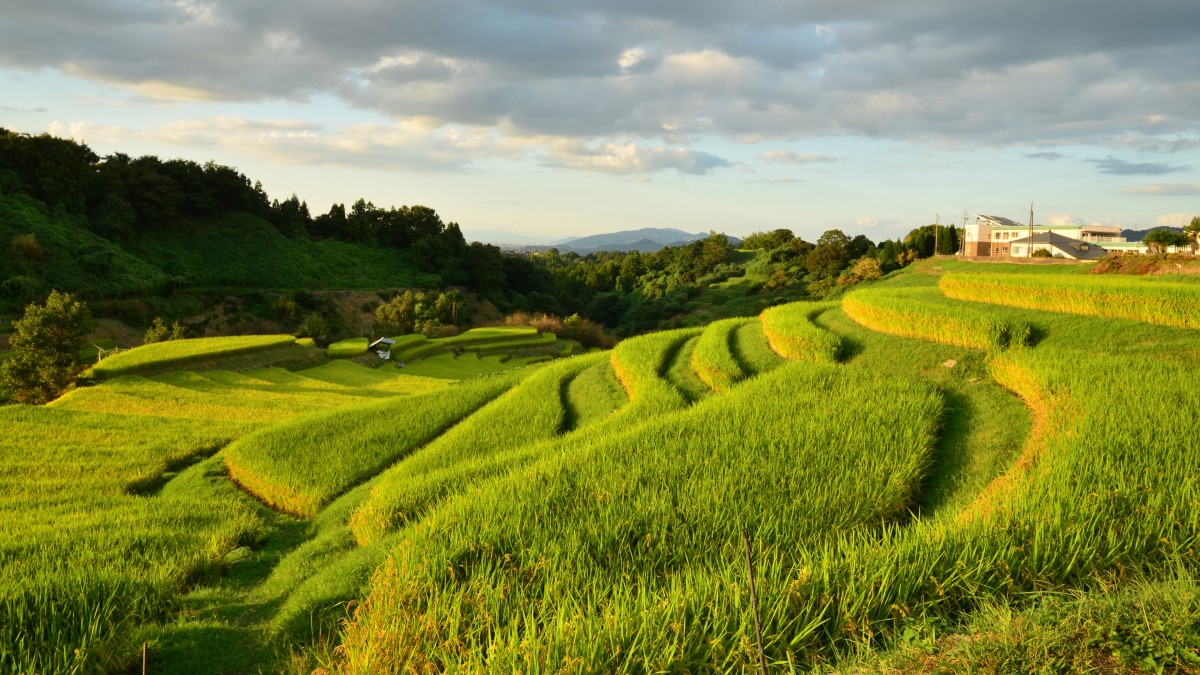绿色梯田风景.jpg 绿色梯田风景.jpg